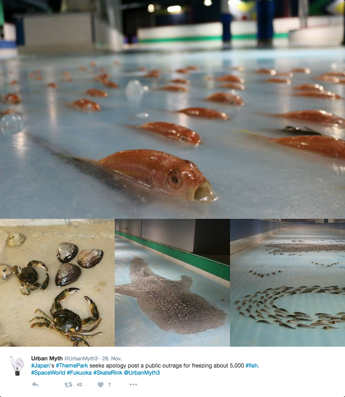 5000 Fische in Eislaufbahn eingefroren
