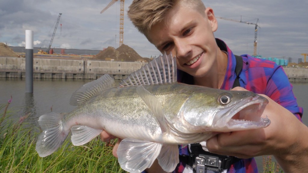 Finn mit seinem ersten Zander aus der Elbe. Er konnte ihn beim Zanderangeln im Hamburger Hafen fangen fangen. 