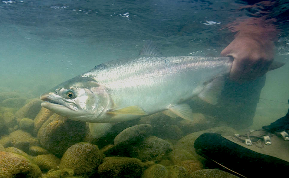 Alle fünf Pazifiklachse, vom quirligen Sockeye bis hin zum gewaltigen Königslachs, können Sie am Skeena fangen. Steelhead übrigens auch!