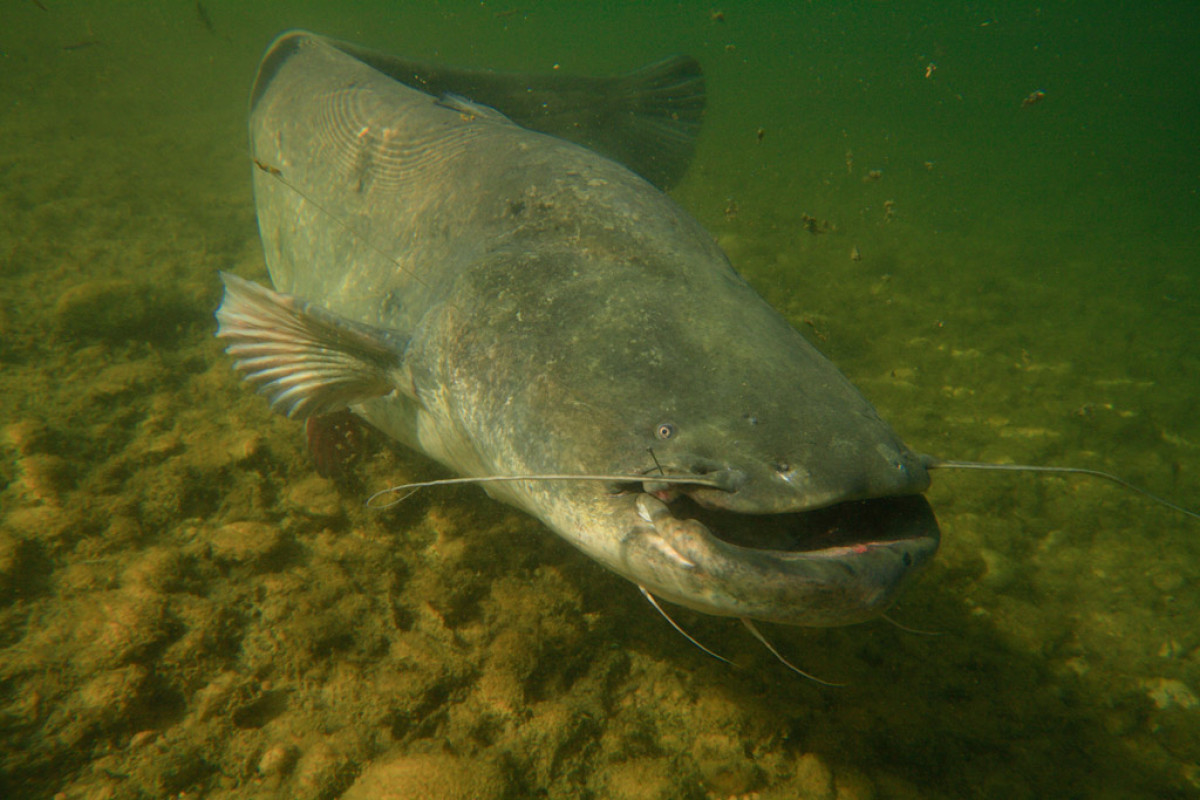 Welse sind die größten Raubfische in europäischen Gewässern. (Symbolfoto)