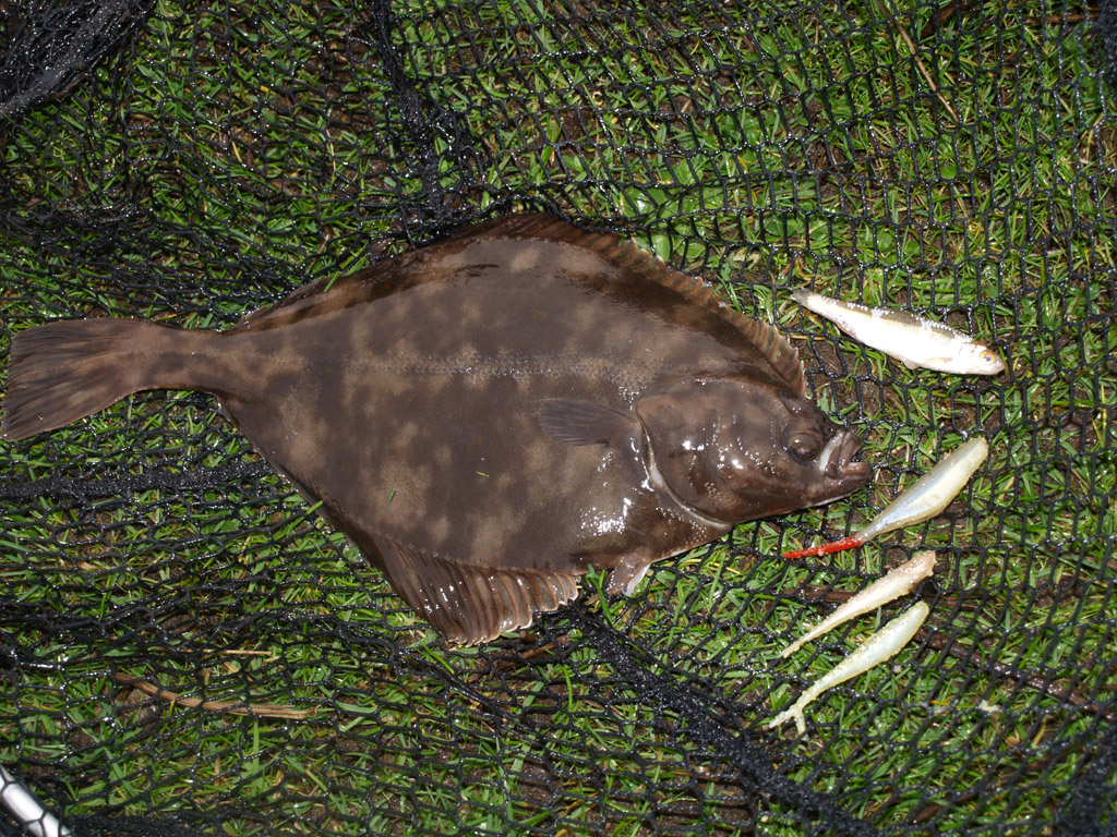 Es müssen nicht immer Wattwürmer sein. Auch kleine Fischchen erfüllen ihren Zweck beim Plattfischangeln. Foto: Blinker