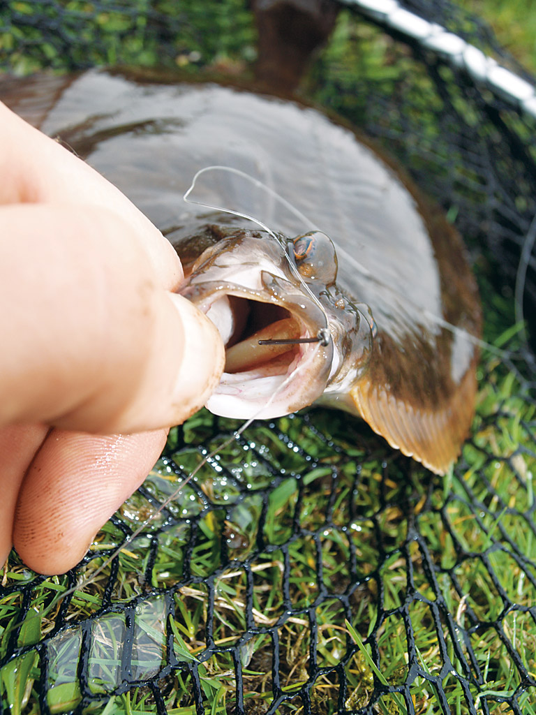 Kleine Köder können besser von den Plattfisch aufgenommen werden. Die Fehlbissquote sinkt dadurch. Foto: A. Pawalitzki