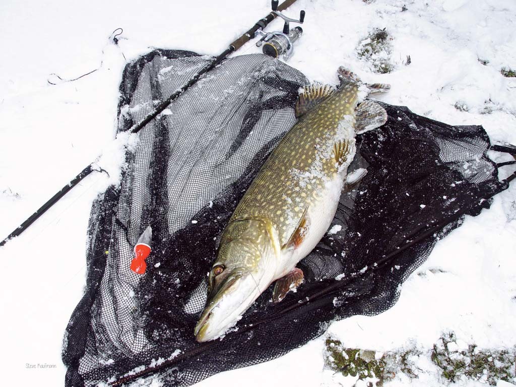 Dieser Hecht schnappte sich den Köderfisch an der Posenmontage im tiefsten Winter. Foto: Blinker