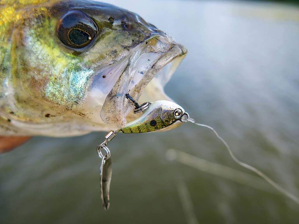 Barsch am Bleikopfspinner, hier am Spin Shad von Sebile. 