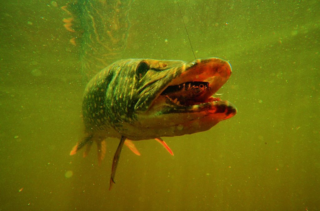 Obwohl sich Hechte im Winter meist in tiefen Bereichen aufhalten, können sie auch ins Flachwasser ziehen – je nachdem, wie die Temperaturen dort sind. Foto: O. Portrat