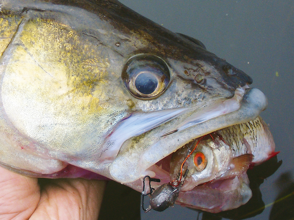 Zander auf Naturköder Köfi