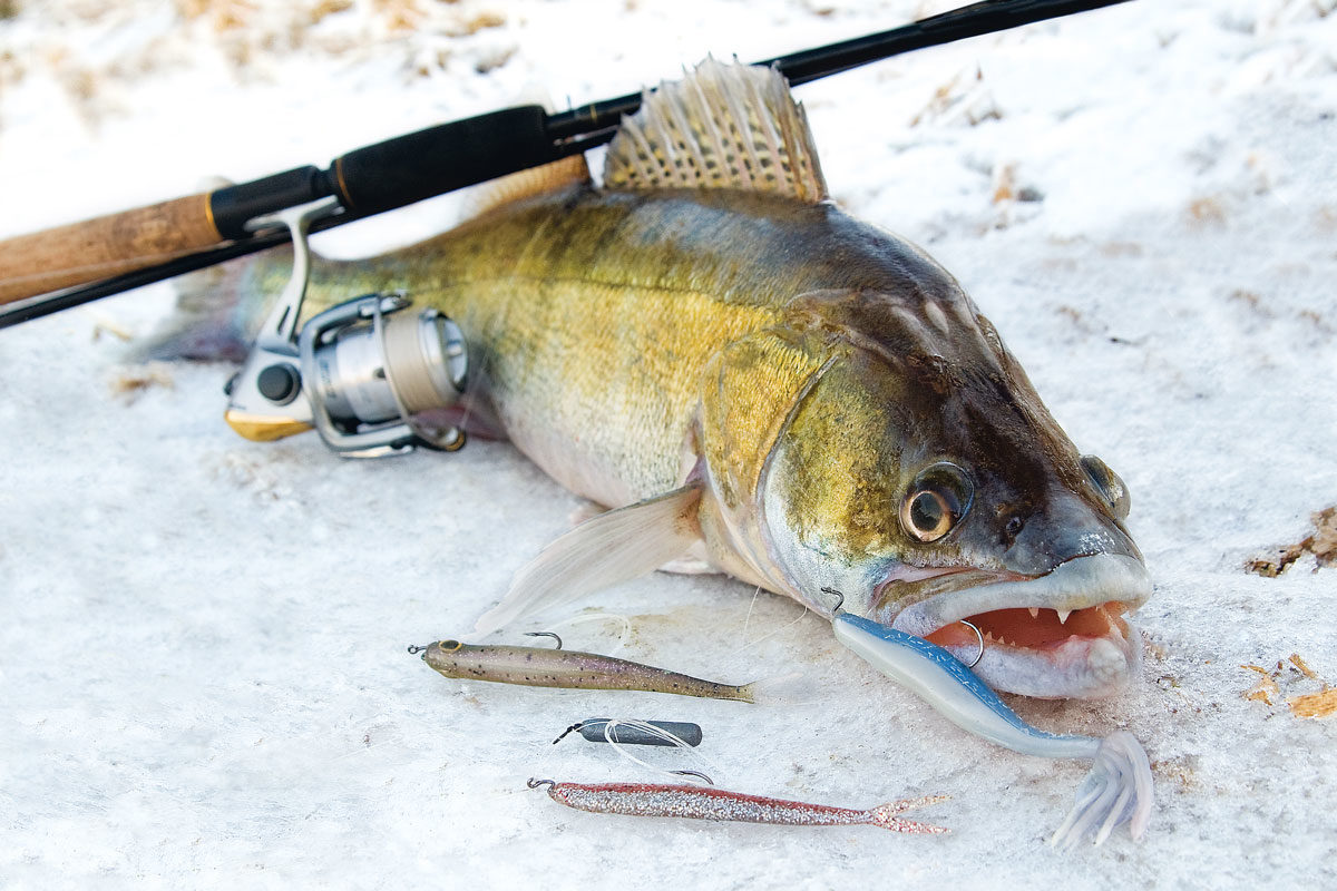 Wenn die Zander im Winter ihre Aktivitäten herunterfahren, wird es schwierig, sie an den Haken zu bekommen. Dennoch ist das kein Grund, einfach zu Hause zu bleiben und die Füße hochzulegen. Denn mit der richtigen Taktik kannst auch Du Erfolgreich Zanderangeln im Winter. Foto: W. Krause