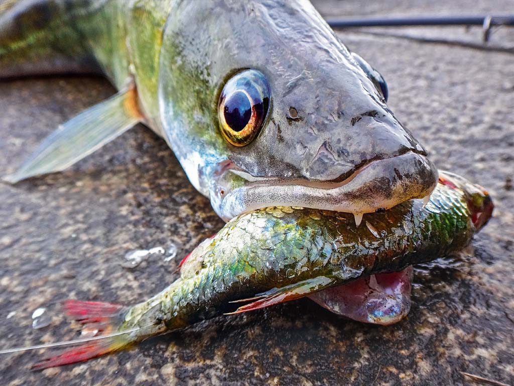 Zanderangeln mit Köderfisch Vorsicht, fängig! BLINKER