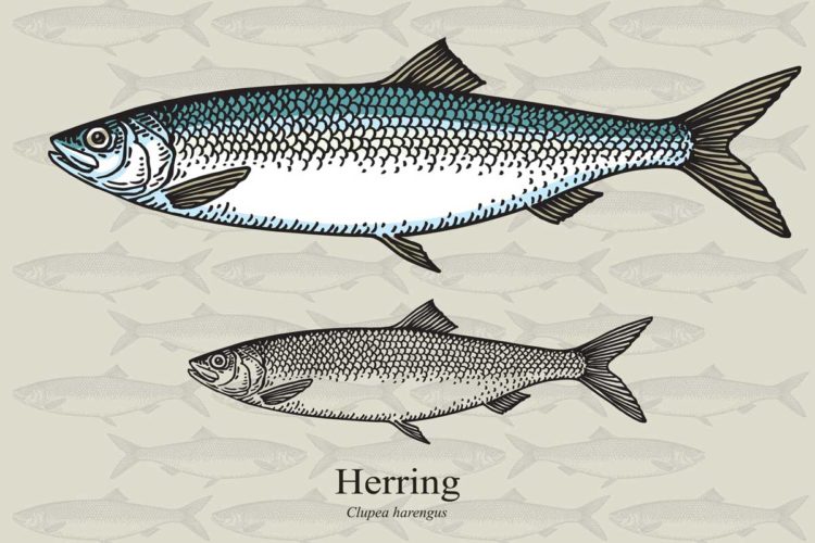 Der Hering ist ein beliebter Fisch bei Anglern und Fischern. Kein Wunder, denn es macht nicht nur Spaß ihn zu fangen, sondern auch zu essen.