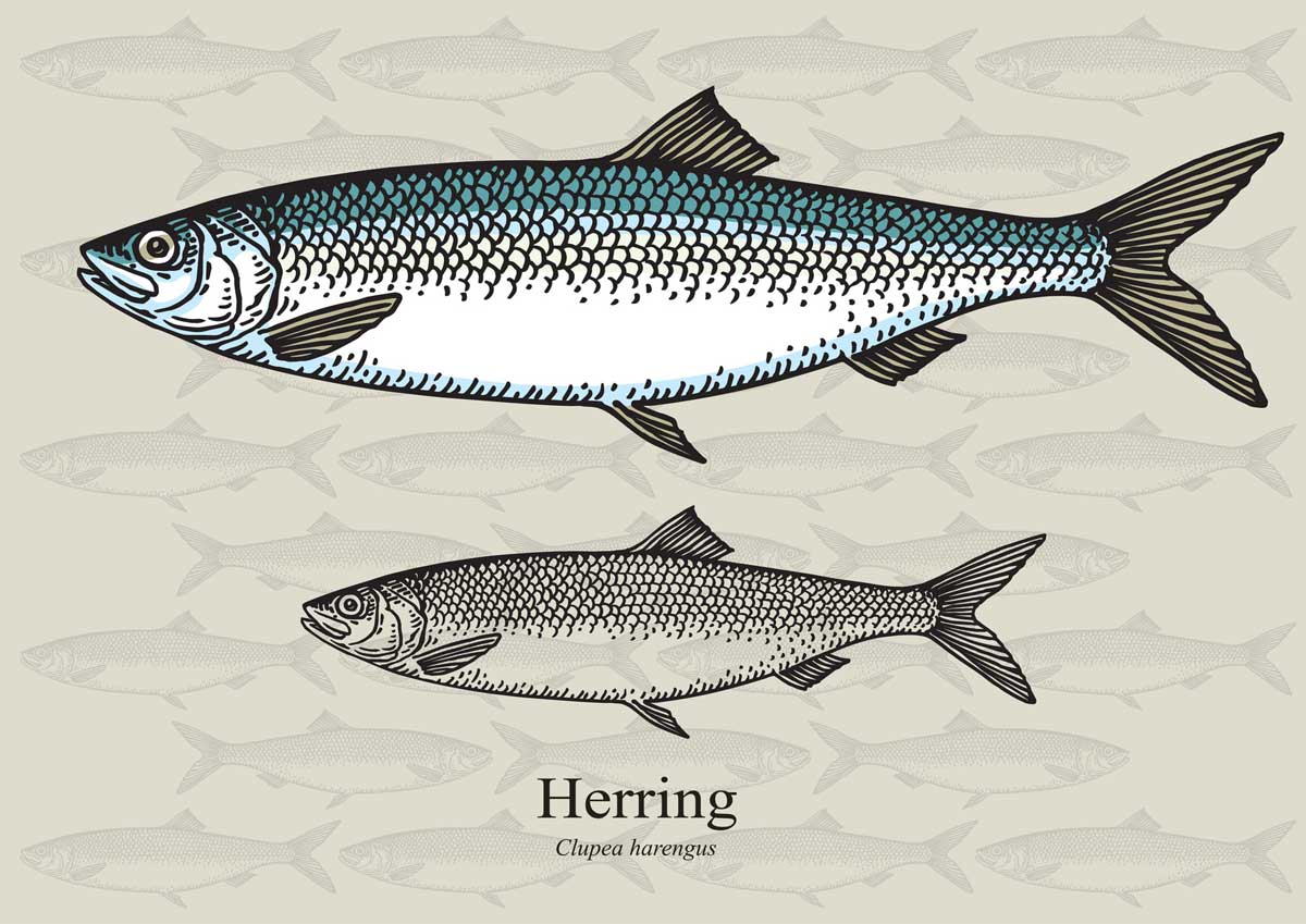 Der Hering ist ein beliebter Fisch bei Anglern und Fischern. Kein Wunder, denn es macht nicht nur Spaß ihn zu fangen, sondern auch zu essen. 