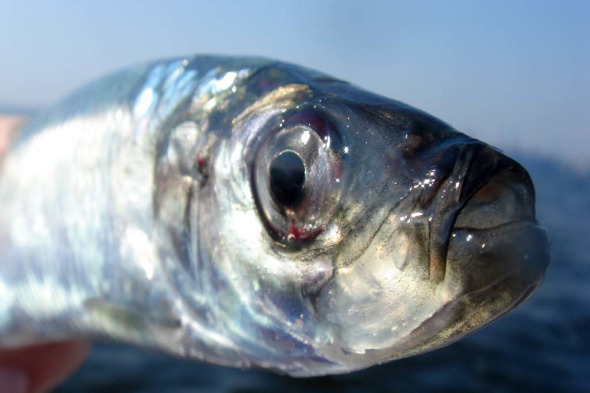 Der Hering zählt mit zu einem der beliebtesten und schmackhaftesten Salzwasserfische bei Anglern. Foto: BLINKER