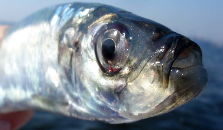 Der Hering zählt mit zu einem der beliebtesten und schmackhaftesten Salzwasserfische bei Anglern. Foto: BLINKER