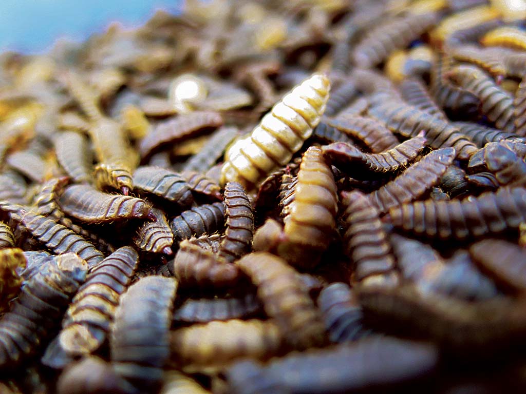 Maden Insect Palmöl-Alternative: Maden sollen es richten - BLINKER