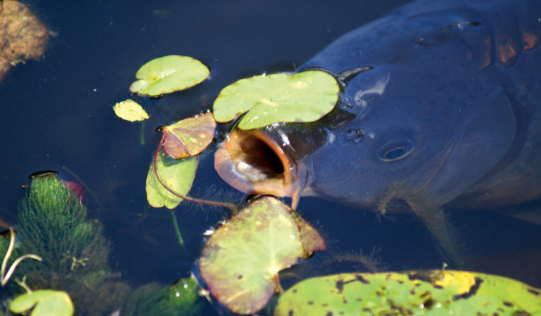 Atmung von Fischen: Dieser Karpfen schnappt an der Oberfläche nicht nach Luft, sondern nach Nahrung. Die Sauerstoffaufnahme findet Unterwasser mittels der Kiemen statt. Foto: BLINKER