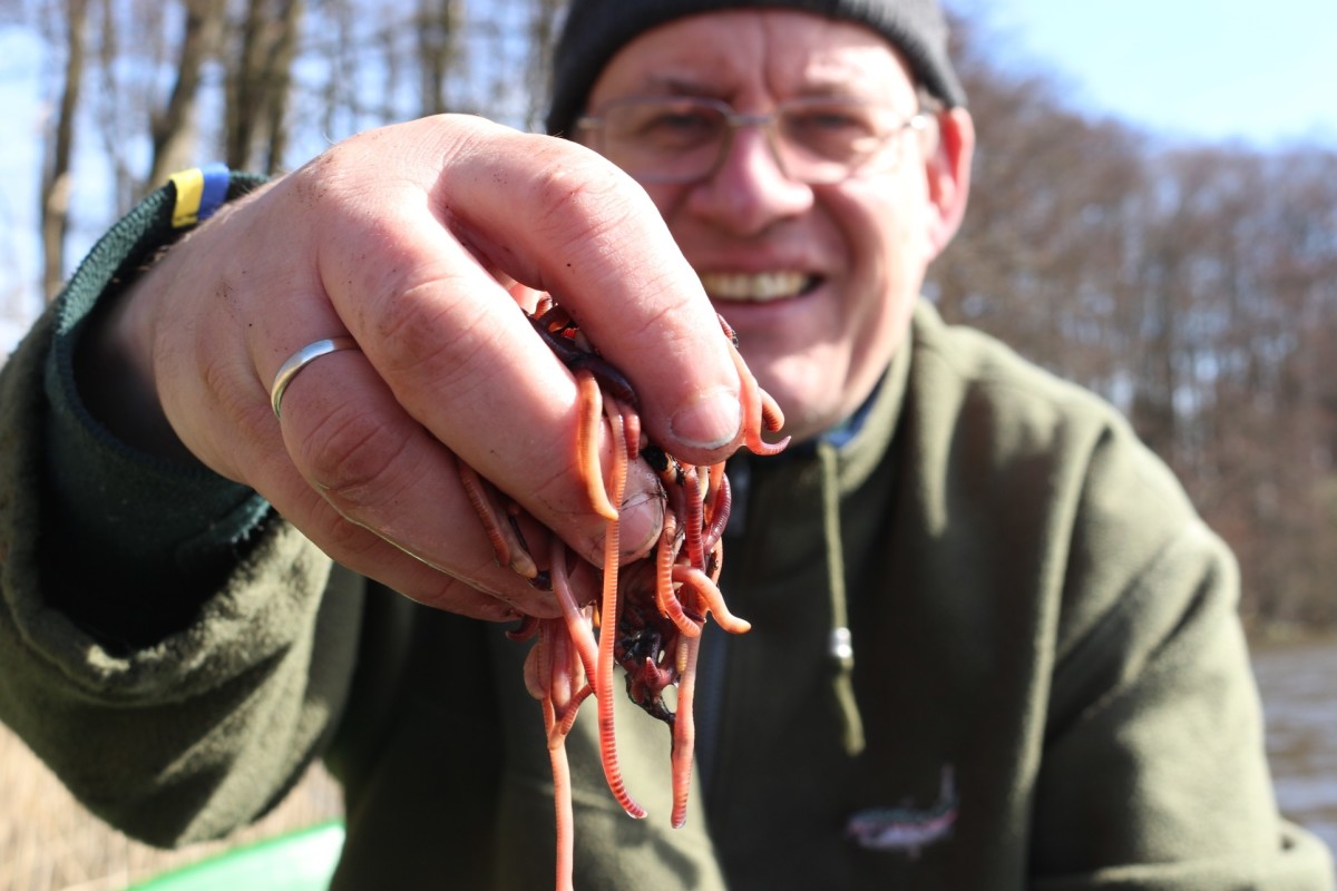 Würmer züchten: Für Friedfischangler zählen Dendrobena-Würmer zu den besten Ködern. Foto: F. Pippard