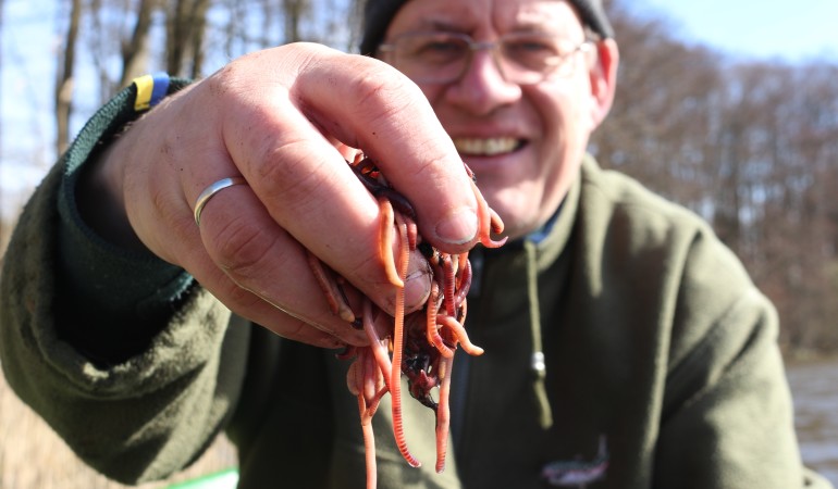 Würmer züchten: Für Friedfischangler zählen Dendrobena-Würmer zu den besten Ködern. Foto: F. Pippard