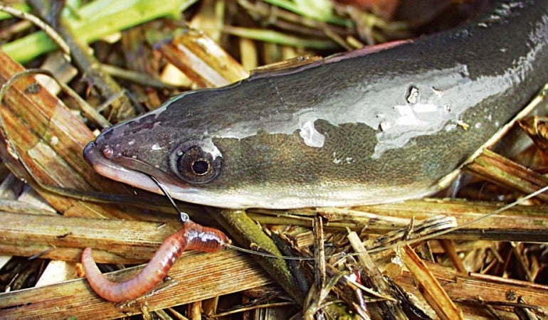 Ein Aal hat einen Wurm samt Köder im Maul und liegt auf einem Untergrund aus Schilf.