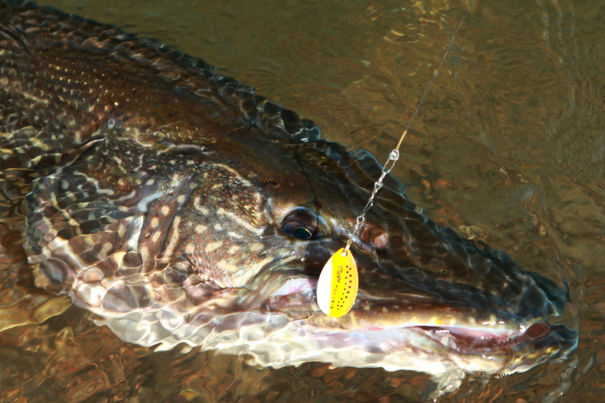 Ein schöner Hecht am Spinner – sämtliche Methoden werden in dem Hechtangeln Buch "How to catch Big Pike" beschrieben. Foto: O.Potrat
