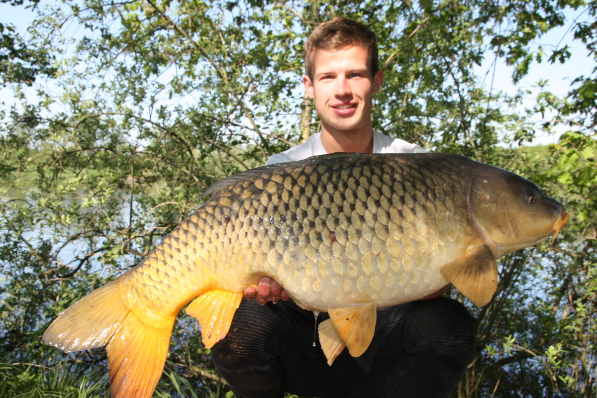 Fetter Frühjahrs-Schuppenkarpfen