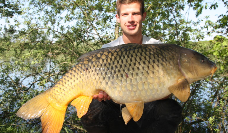 Fetter Frühjahrs-Schuppenkarpfen