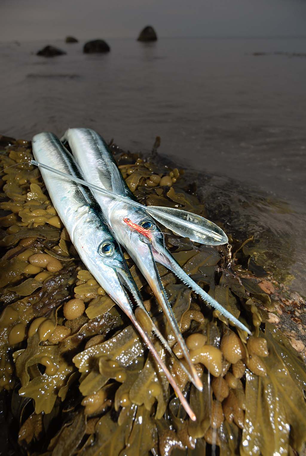 Mit einem Sbirolino lassen sich Fischfetzen aber auch Fliegen auf Weite bringen - genau dorthin, wo die Hornhechte stehen. 