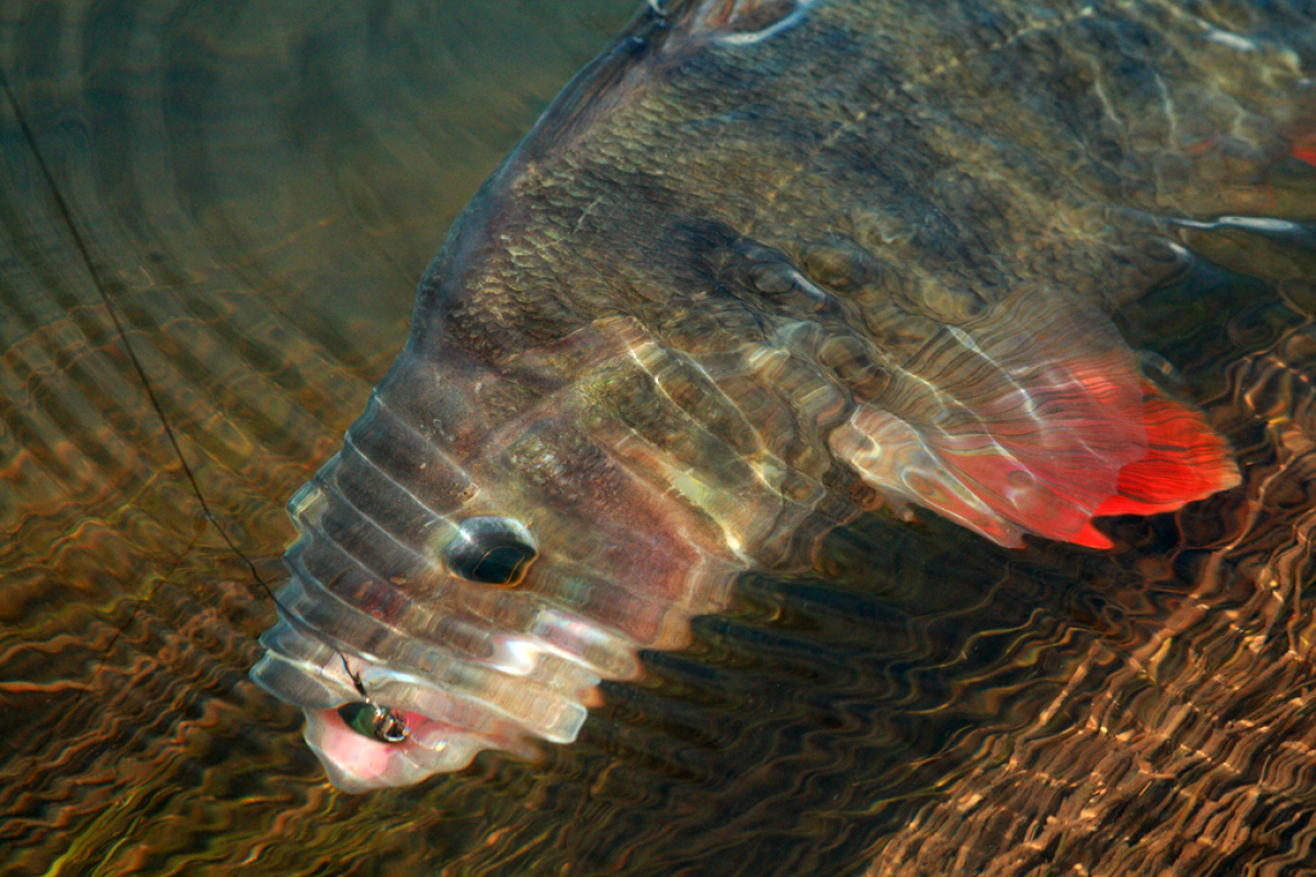 Emanuel konnte in Schweden vermutlich einen neuen schwedischen Barsch-Rekord fangen. Hier zu sehen ein Barsch im glasklaren Wasser, der von einem Angler gefangen wurde. Foto: BLINKER/O.Portrat