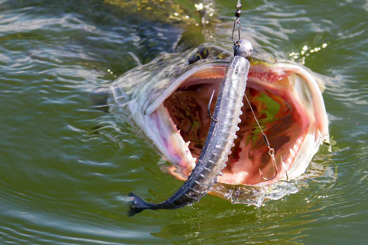 Wer die Eigenschaften seines Hechtköders kennt, kann ihn optimal anbieten. Foto: BLINKER/ Bertus Rozemeijer