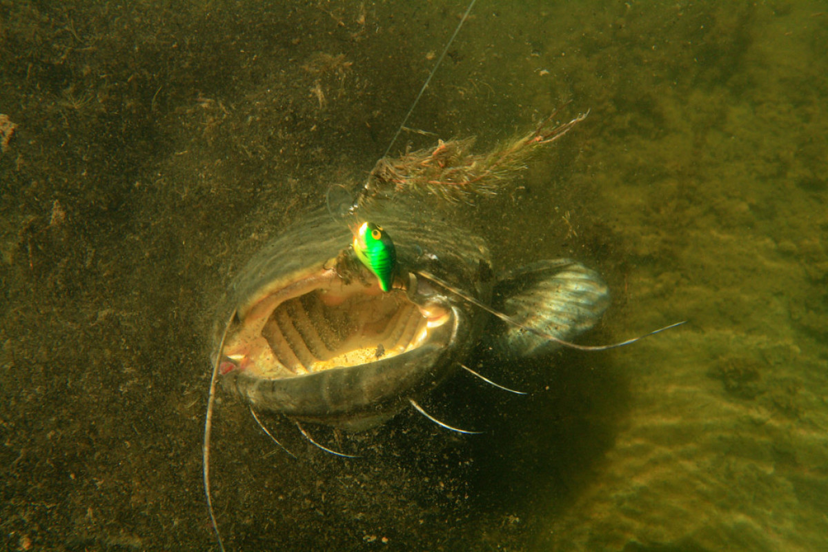 Geldstrafe für Catch and Release: Weil er seine Waller nach dem Fang wieder schwimmen ließ, muss nun ein Angler eine Geldstrafe zahlen. Foto: BLINKER/O. Portrat