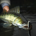 Zanderangeln bei Nacht verspricht aufregende Momente und erfolgreiche Fangaussichten. Foto: BLINKER/O. Portrat