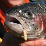 Forellenköder gibt es verschiedene am Markt. Alle haben ihre Berechtigung und fangen in unterschiedlichen Situationen. Foto: BLINKER
