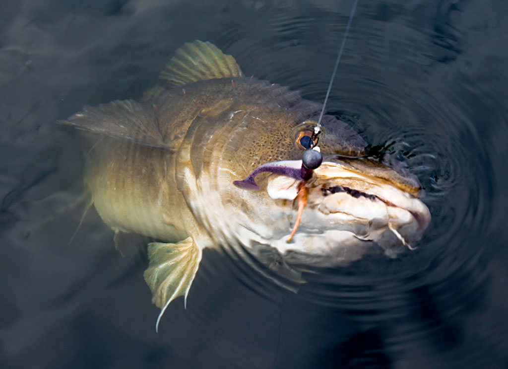 Angelschein Ratgeber Schleswigholstein Fishingking