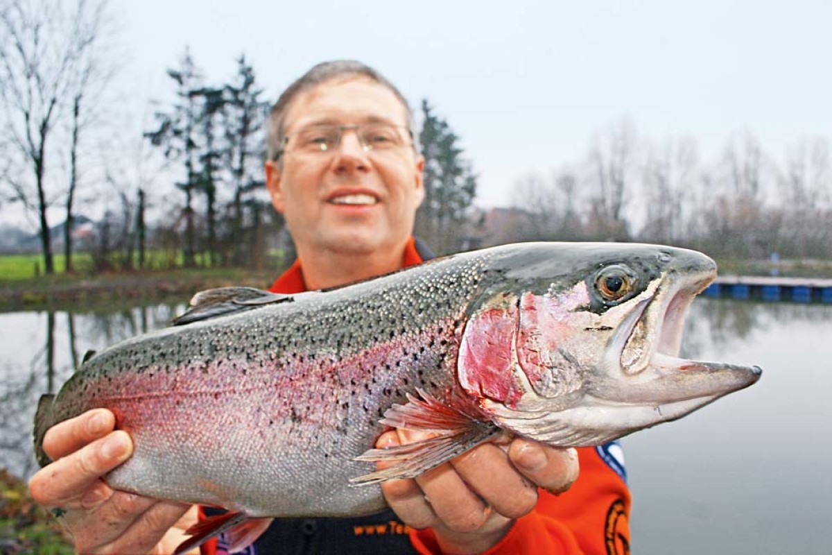 Lachsforellen wie diese gehören beim Forellenangeln im Herbst zur beliebten Beute der Angler. Foto: BLINKER/M. Kahlstadt
