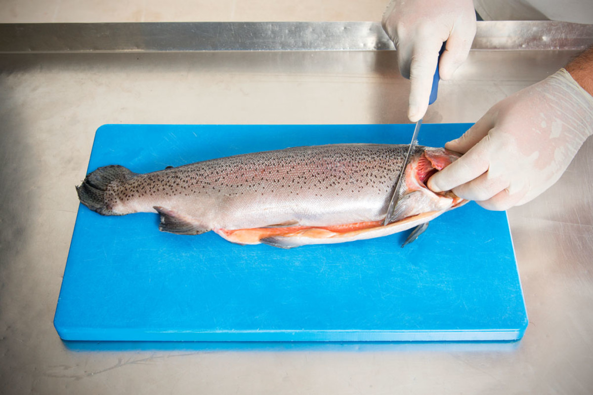 Forelle filetieren: In 10 Schritten zum perfekten Filet - BLINKER