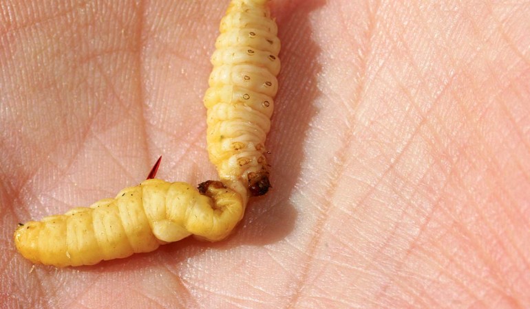 Fertig. So sieht das perfekt angeköderte Bienenmaden-„L“ aus. Foto: AngelWoche/ M. Kahlstadt