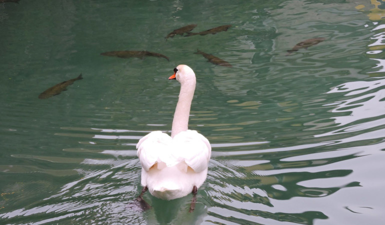 Raubfische fressen gerne einmal Jungvögel. Doch warum sind die Schwanbabys auf dem Ettlinger Horbachsee verschwunden? Eine groß angelegte Aktion sollte Klarheit bringen. Foto: pixabay