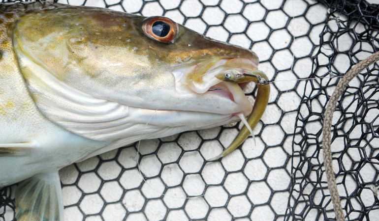 Dieser Dorsch biss auf einen Tobiasfisch, der an der Dropshot-Montage angeboten wurde. Dieser Naturköder zum Meeresangeln ist besonders in der Ost- und Nordsee sehr erfolgreich. Foto: BLINKER/A. Pawalitzki