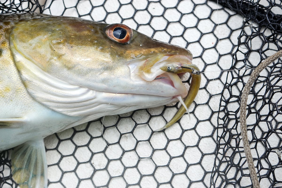 Dieser Dorsch biss auf einen Tobiasfisch, der an der Dropshot-Montage angeboten wurde. Dieser Naturköder zum Meeresangeln ist besonders in der Ost- und Nordsee sehr erfolgreich. Foto: BLINKER/A. Pawalitzki