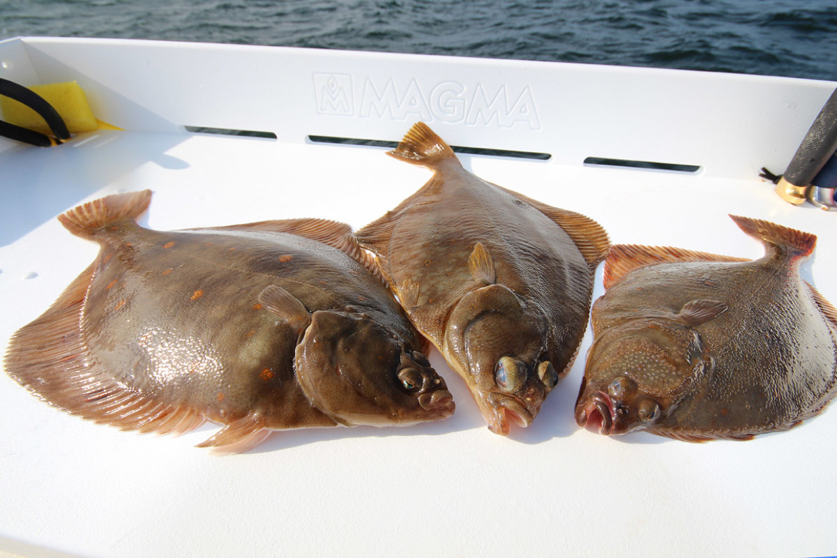 Drei schöne Plattfische sind gefangen. Nun zeigen wir, wie man in kürzester Zeit einen Plattfisch filetiert. Foto: BLINKER/L. Berding