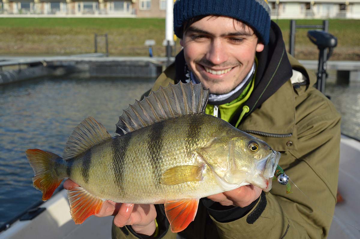 dicker Fisch beim Barschangeln im Winter