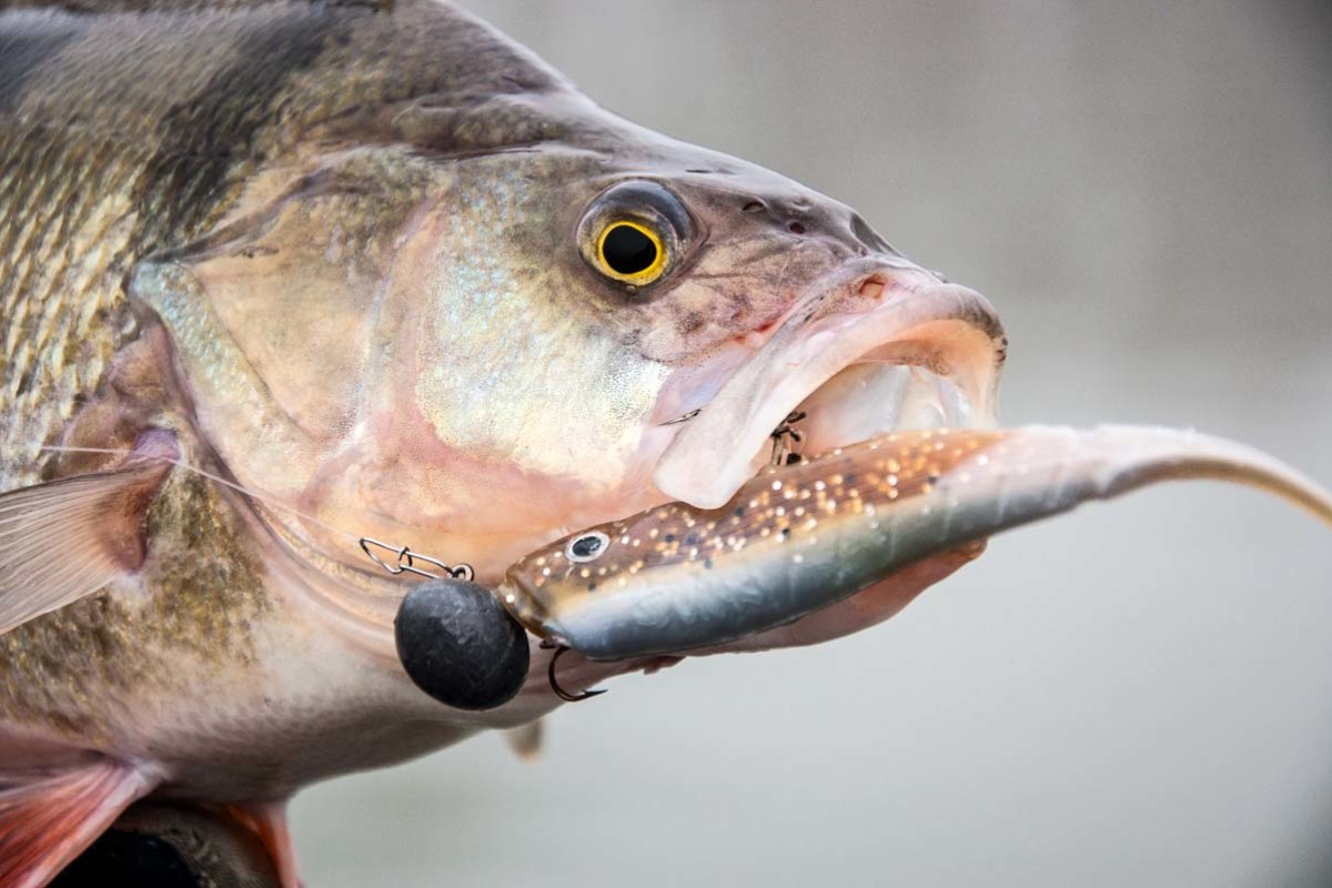 No-Action-Shads bringen Fisch beim Barschangeln im Winter