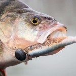 No-Action-Shads bringen Fisch beim Barschangeln im Winter