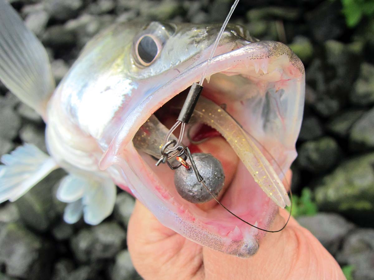 Zander mit Gummifisch im Maul, der an einem Fluorocarbon-Vorfach befestigt ist