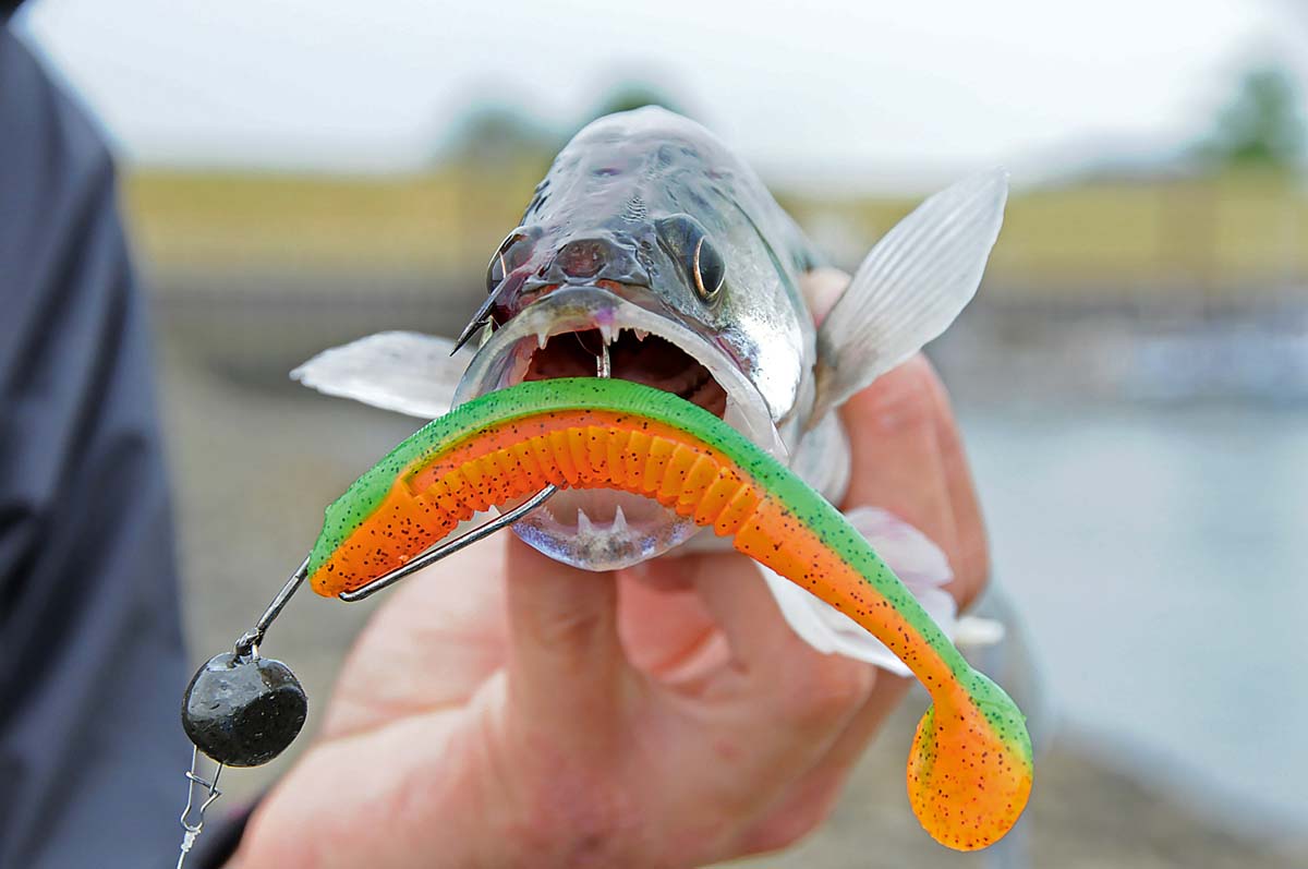 Keine Scheu vor großen Ködern. Selbst die kleineren Zander stürzen sich gerne auf die deutlich größeren Fischimitate. Foto: BLINKER/S. Kaufmann