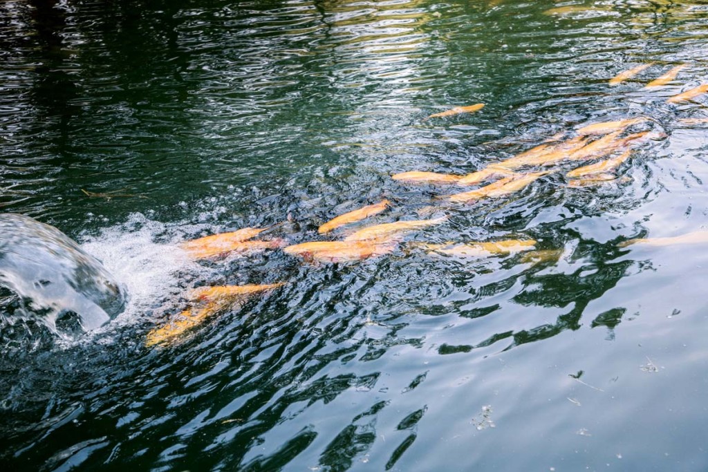 Wenn die Wassertemperaturen steigen, suchen Goldforellen die sauerstoffreichen Pumpen auf. Foto: ANGELSEEaktuell