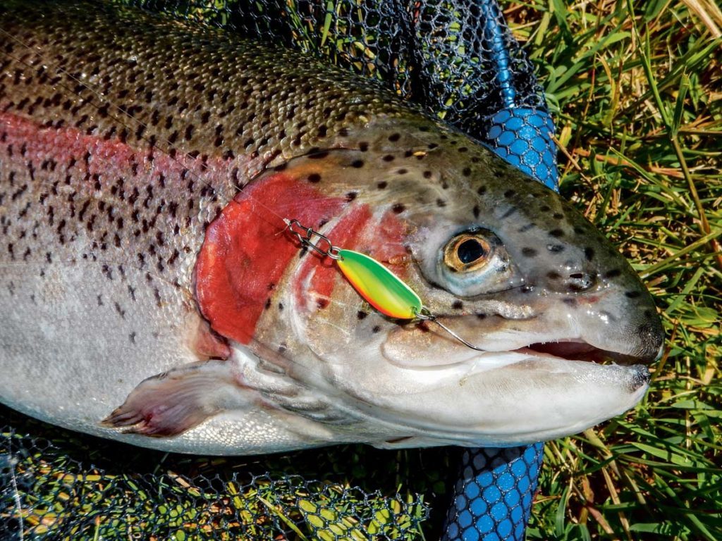 SpoonAngeln Lock die Forellen aus der Reserve BLINKER