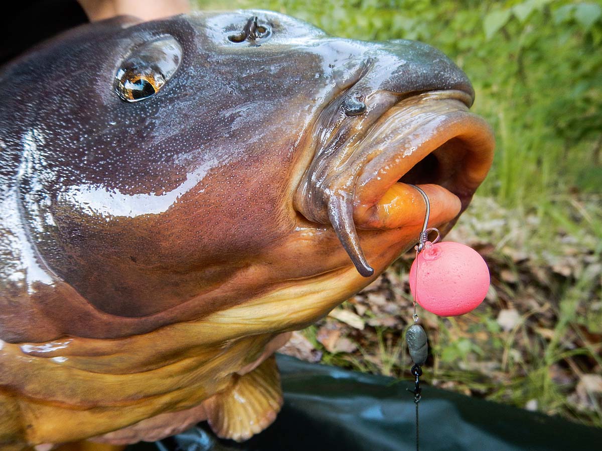 Shaddock Karpfen Vorf/ächer handgefertigt Karpfenrigs Boilie Rig mit 80g Angelgewicht Pop-Up-K/öder Karpfenhaken Boilies f/ür Karpfen Angelzubeh/ör