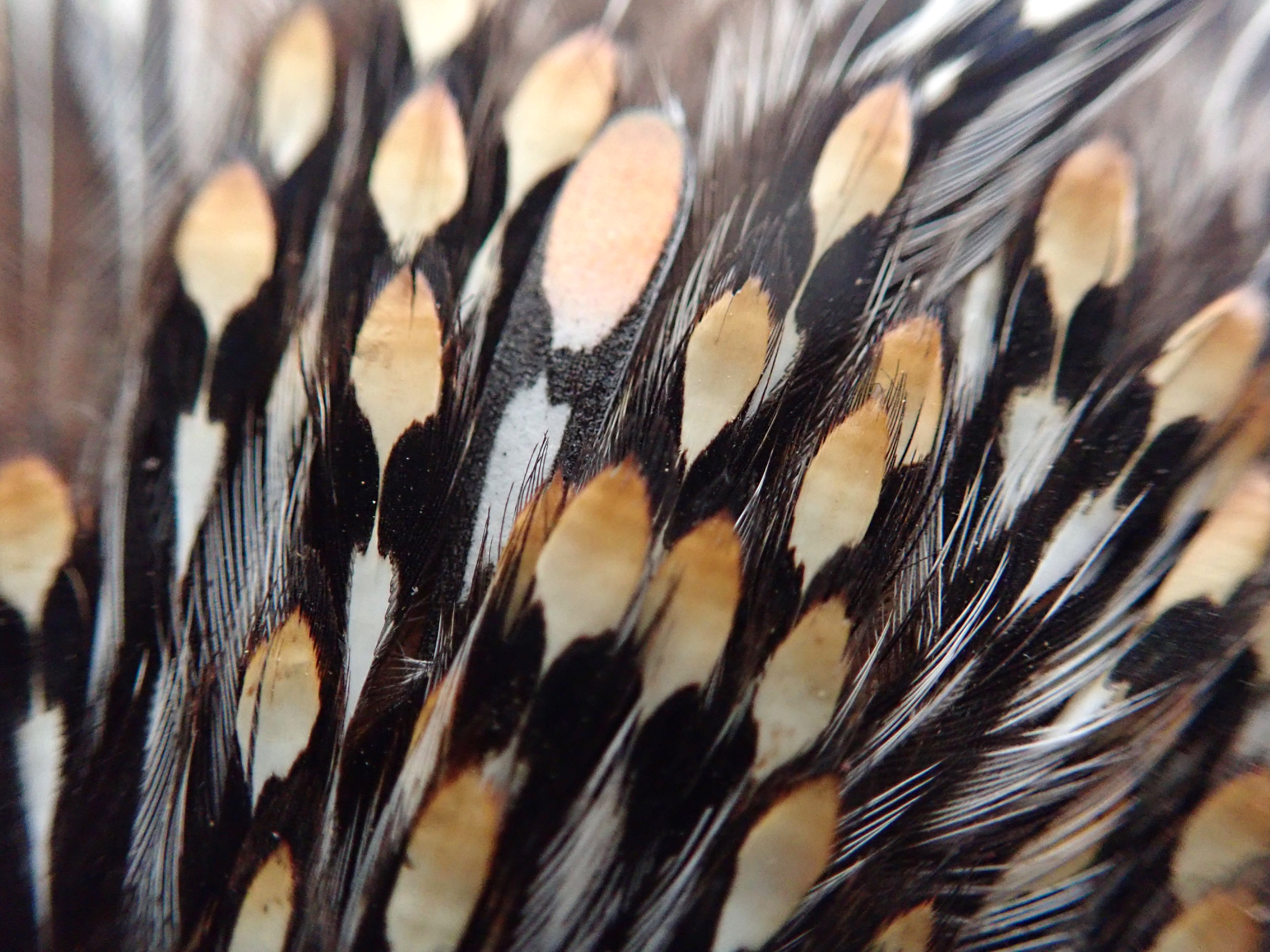 Finde die Feder. In diesem echten Dschungelhahnbalg steckt eine unechte „Pro Jungle Cock Gen3“-Feder, und man muss schon sehr genau hinschauen, um den Unterschied zu erkennen. Na, Feder gefunden? Foto: M. Werner