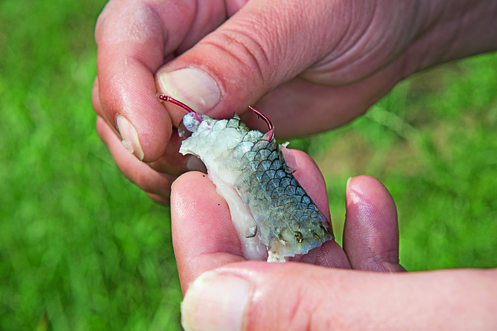 An manchen Tagen sind Fischfetzen sogar besser als ganze Köfis. Foto: BLINKER/ Archiv