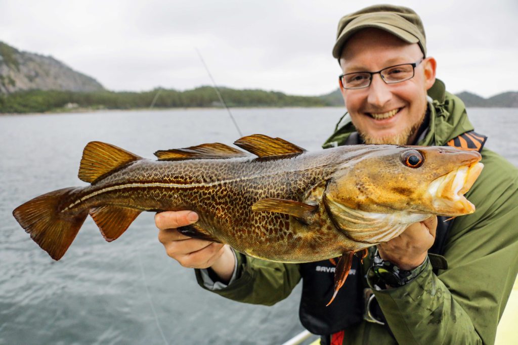 Der Dorsch ist einer der Haupt-Zielfische beim Meeresangeln in Norwegen.