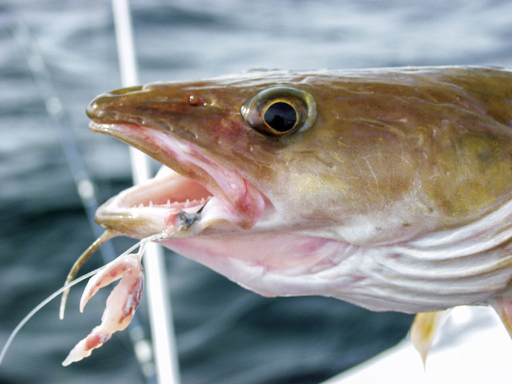 Der Leng zählt ebenso mit zu den beliebtesten Zielfische beim Angeln in norwegen. Ihn fängt man am besten mit Köderfisch oder fetzen direkt am Grund.